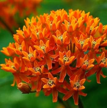 Asclepias Flower Seeds Heirloom Non GMO Planting - 100 for planting in home garden